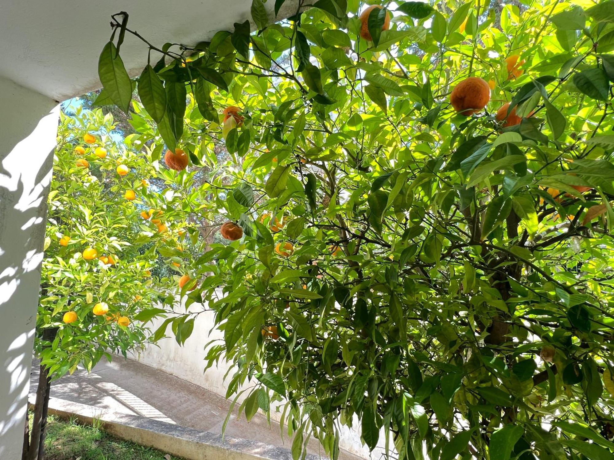 Cozy Fairytal Garden Apartment, Family Friendly, Free Parking, 15 Min To Airport Athen Exterior foto